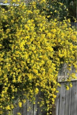 Duet Yellow Jasmine (Jessamine) - 2 Gallon Pot -Cheap PLANTS Store Jasmine Duet 8