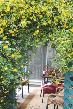 Duet Yellow Jasmine (Jessamine) - 2 Gallon Pot -Cheap PLANTS Store Jasmine Duet 9