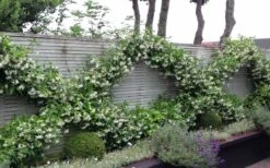 Madison Confederate Jasmine - 2 Gallon Pot 12 Madison Confederate Jasmine - 2 Gallon Pot -Cheap PLANTS Store Jasmine Madison 12 1