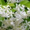 Madison Confederate Jasmine - 2 Gallon Pot -Cheap PLANTS Store Jasmine Madison Rev 500x750 2
