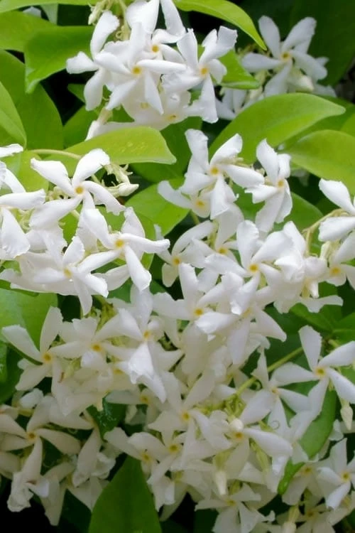 Madison Confederate Jasmine - 2 Gallon Pot 3 Madison Confederate Jasmine - 2 Gallon Pot