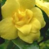 Pride Of Augusta Double Flowering Carolina Jasmine - 2 Gallon Pot 1 Pride Of Augusta Double Flowering Carolina Jasmine - 2 Gallon Pot -Cheap PLANTS Store Jasmine Pride Of Augusta 1