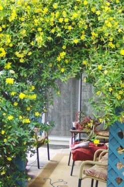 Pride Of Augusta Double Flowering Carolina Jasmine - 2 Gallon Pot 9 Pride Of Augusta Double Flowering Carolina Jasmine - 2 Gallon Pot -Cheap PLANTS Store Jasmine Pride Of Augusta 2
