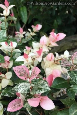 Snow N Summer Asiatic Jasmine - 6 Pack Of 1 Gallon Pots -Cheap PLANTS Store Jasmine Snow n Summer 20 1