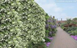 Variegated Confederate Jasmine - Trachelospermum Jasminoides - 1 Gallon Pot -Cheap PLANTS Store Jasmine Variegated Confederate 11