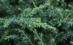 Blue Pacific Juniper - 2 Gallon Pot 15 Blue Pacific Juniper - 2 Gallon Pot -Cheap PLANTS Store Juniper Blue Pacific 12