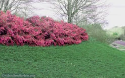 Blue Pacific Juniper - 2 Gallon Pot 14 Blue Pacific Juniper - 2 Gallon Pot -Cheap PLANTS Store Juniper Blue Pacific 16