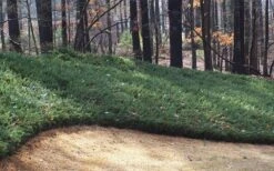 Blue Pacific Juniper - 2 Gallon Pot 13 Blue Pacific Juniper - 2 Gallon Pot -Cheap PLANTS Store Juniper Blue Pacific