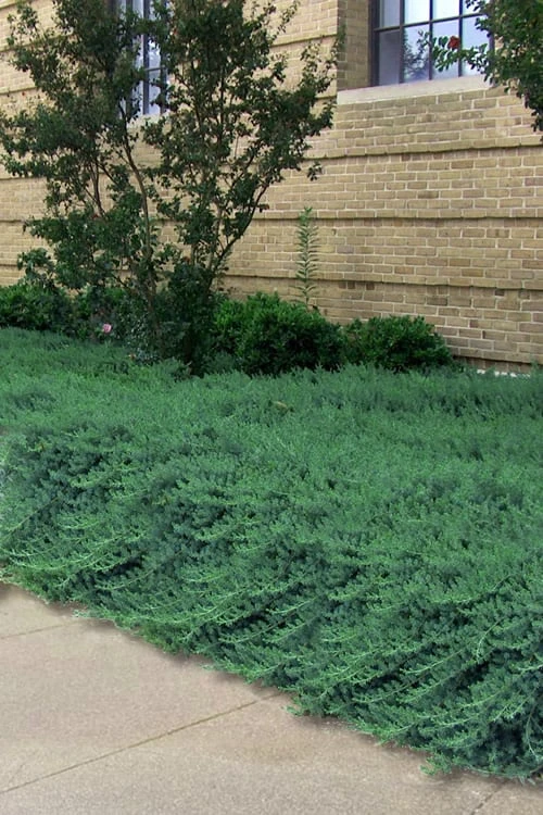 Blue Pacific Juniper - 2 Gallon Pot 3 Blue Pacific Juniper - 2 Gallon Pot