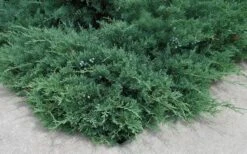 Blue Sargent Juniper - 1 Gallon Pot 11 Blue Sargent Juniper - 1 Gallon Pot -Cheap PLANTS Store Juniper Blue Sargent 2