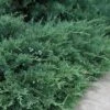 Blue Sargent Juniper - 1 Gallon Pot -Cheap PLANTS Store Juniper Blue Sargent 500x750 1