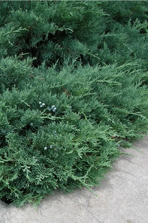 Blue Sargent Juniper - 1 Gallon Pot 3 Blue Sargent Juniper - 1 Gallon Pot