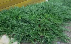 Blue Sargent Juniper - 1 Gallon Pot 10 Blue Sargent Juniper - 1 Gallon Pot -Cheap PLANTS Store Juniper Blue Sargent Rev