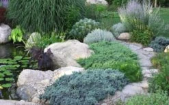 Blue Star Juniper - 2 Gallon Pot -Cheap PLANTS Store Juniper Blue Star 14