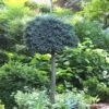 Blue Star Juniper Tree (Single Trunk Topiary) - 2 Gallon Pot 2 Blue Star Juniper Tree (Single Trunk Topiary) - 2 Gallon Pot -Cheap PLANTS Store Juniper Blue Star Standard Topiary 1
