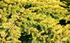 All Gold Golden Pacific Juniper - 3 Gallon Pot -Cheap PLANTS Store Juniper Golden Pacific 10
