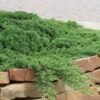 Green Mound Juniper - 2 Gallon Pot -Cheap PLANTS Store Juniper Green Mound 10