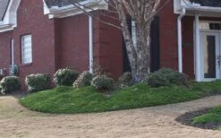 Green Mound Juniper - 2 Gallon Pot -Cheap PLANTS Store Juniper Green Mound