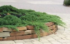 Green Mound Juniper - 2 Gallon Pot -Cheap PLANTS Store Juniper Green Mound 4