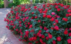 Red Double Knock Out Rose - 1 Gallon Pot -Cheap PLANTS Store Knock Out Rose Double Red 7