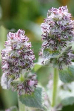 Silky Fleece Dwarf Lambs Ear (Stachys Byzantina) - 5 Pack Of Quarts Pots -Cheap PLANTS Store Lambs Ear Silky Fleece 5 1