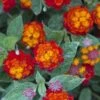 Cosmic Firestorm Lantana - 1 Gallon Pot 1 Cosmic Firestorm Lantana - 1 Gallon Pot -Cheap PLANTS Store Lantana Cosmic Firestorm 1