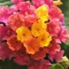 Little Lucky Hot Pink Lantana - 5 Pack Of Quart Pots