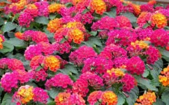 Little Lucky Hot Pink Lantana - 5 Pack Of Quart Pots -Cheap PLANTS Store Lantana Little Lucky Hot Pink3