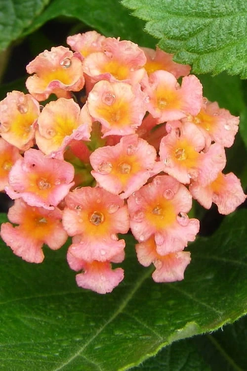 Little Lucky Peach Glow Lantana - 5 Pack Of Quart Pots 3 Little Lucky Peach Glow Lantana - 5 Pack Of Quart Pots