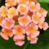 Little Lucky Peach Glow Lantana - 1 Gallon Pot -Cheap PLANTS Store Lantana Little Lucky Peach Glow 500x750 2