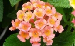 Little Lucky Peach Glow Lantana - 1 Gallon Pot -Cheap PLANTS Store Lantana Little Lucky Peach Glow Flower Closeup 1