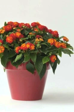 Little Lucky Red Lantana - 6 Inch Pot -Cheap PLANTS Store Lantana Little Lucky Red 5 1