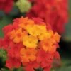 Little Lucky Red Lantana - 6 Inch Pot -Cheap PLANTS Store Lantana Little Lucky Red 500x750 2