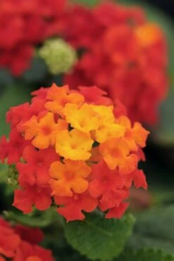Cosmic Firestorm Lantana - 1 Gallon Pot -Cheap PLANTS Store Lantana Little Lucky Red 500x750 3