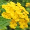New Gold Hardy Lantana - 6 Pack Of 1 Gallon Pots 2 New Gold Hardy Lantana - 6 Pack Of 1 Gallon Pots -Cheap PLANTS Store Lantana New Gold 13