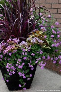 Trailing Lavender Lantana - 5 Pack Of Pint Pots -Cheap PLANTS Store Lantana Trailing Lavender 16