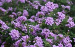 Trailing Lavender Lantana - 5 Pack Of Pint Pots -Cheap PLANTS Store Lantana Trailing Lavender 2