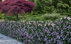 Trailing Lavender Lantana - 1 Gallon Pot -Cheap PLANTS Store Lantana Trailing Lavender 22 1