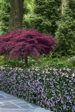 Trailing Lavender Lantana - 1 Gallon Pot -Cheap PLANTS Store Lantana Trailing Lavender 23 1