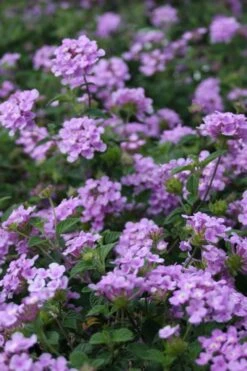 Trailing Lavender Lantana - 1 Gallon Pot -Cheap PLANTS Store Lantana Trailing Lavender 500x750 2