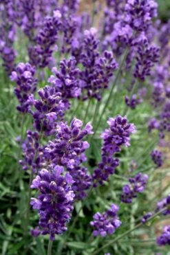 Hidcote Blue English Lavender - 1 Gallon Pot -Cheap PLANTS Store Lavender Hidcote 2 1