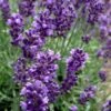 Hidcote Blue English Lavender - 5 Pack Of Quart Pots 1 Hidcote Blue English Lavender - 5 Pack Of Quart Pots -Cheap PLANTS Store Lavender Hidcote 2