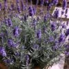 Hidcote Blue English Lavender - 1 Gallon Pot -Cheap PLANTS Store Lavender Hidcote 3 1