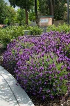Otto Quast Spanish Lavender - 5 Pack Of Quart Pots -Cheap PLANTS Store Lavender Otto Quast 23