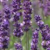 Phenomenal Lavender - 10" Patio Pot 1 Phenomenal Lavender - 10" Patio Pot -Cheap PLANTS Store Lavender Phenomenal 10