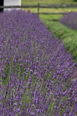 Phenomenal Lavender - 1 Gallon Pot 13 Phenomenal Lavender - 1 Gallon Pot -Cheap PLANTS Store Lavender Phenomenal 11 1
