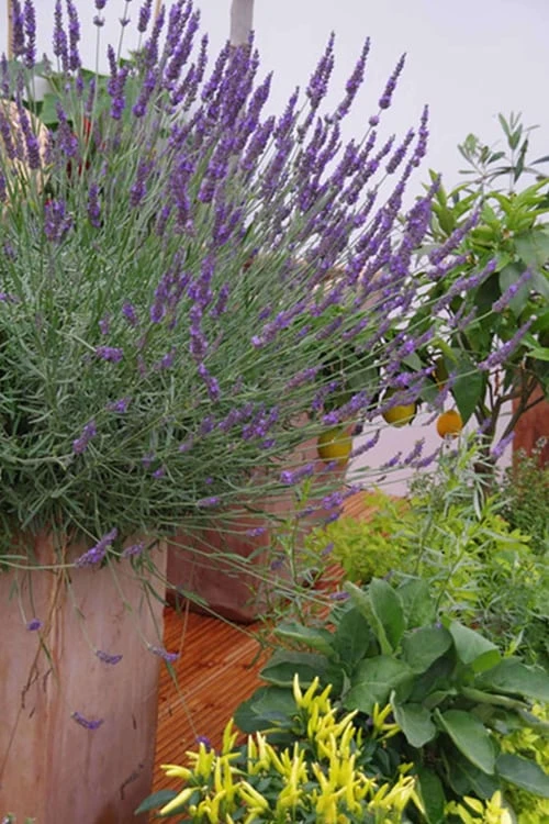 Phenomenal Lavender - 1 Gallon Pot 7 Phenomenal Lavender - 1 Gallon Pot - Image 5