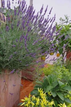 Phenomenal Lavender - 5 Pack Of Quart Pots -Cheap PLANTS Store Lavender Phenomenal 12 2