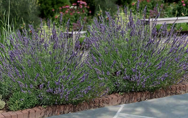 Phenomenal Lavender - 1 Gallon Pot 6 Phenomenal Lavender - 1 Gallon Pot - Image 4