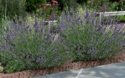 Phenomenal Lavender - 5 Pack Of Quart Pots -Cheap PLANTS Store Lavender Phenomenal 13 2